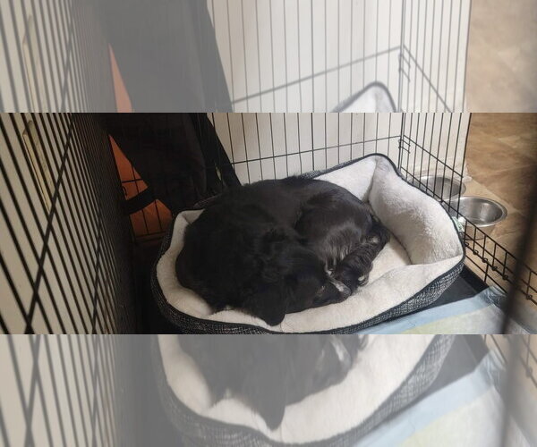 Medium Photo #3 Border Terrier-Unknown Mix Puppy For Sale in Westminster, MD, USA