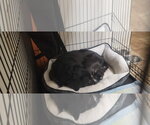 Small #2 Border Terrier Mix