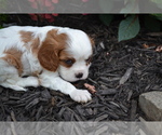 Small #2 Cavalier King Charles Spaniel