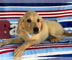 Labrador Retriever Puppy for sale in LANCASTER, PA, USA