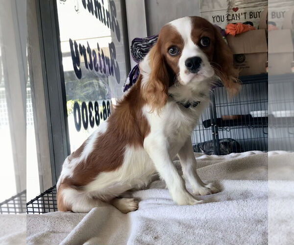 Medium Photo #1 Cavalier King Charles Spaniel Puppy For Sale in Lincolnwood, IL, USA