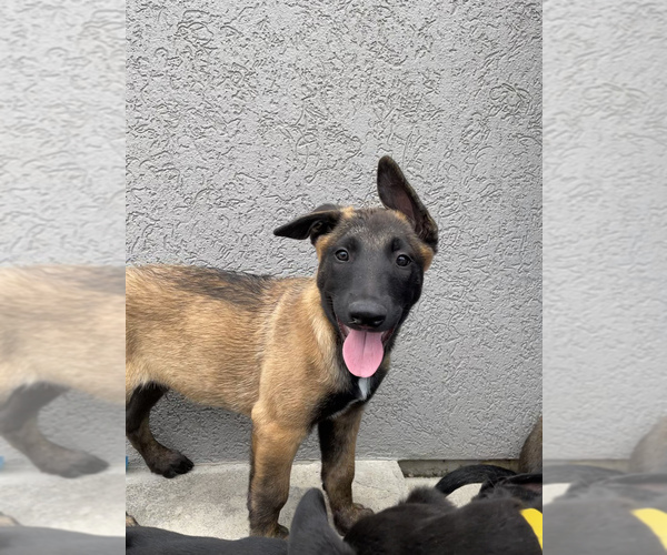 Medium Photo #7 Belgian Malinois Puppy For Sale in JEROME, ID, USA