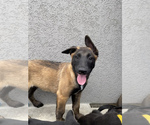 Small Photo #7 Belgian Malinois Puppy For Sale in JEROME, ID, USA