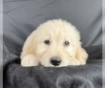 Small #15 Goldendoodle