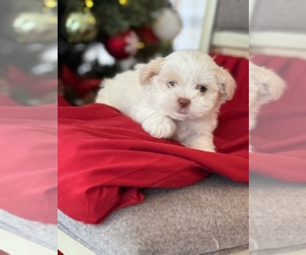 Medium Photo #1 Havashu Puppy For Sale in LAVINIA, TN, USA
