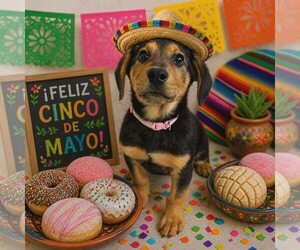 Mutt Dogs for adoption in New Oxford , PA, USA
