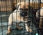 Small Photo #5 Boerboel-Cane Corso Mix Puppy For Sale in MARION, OH, USA