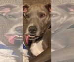 Small #7 American Pit Bull Terrier Mix
