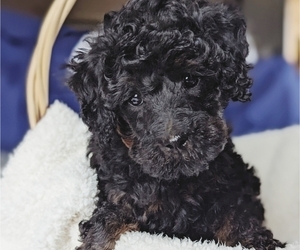 Poodle (Miniature) Puppy for sale in CLARE, MI, USA