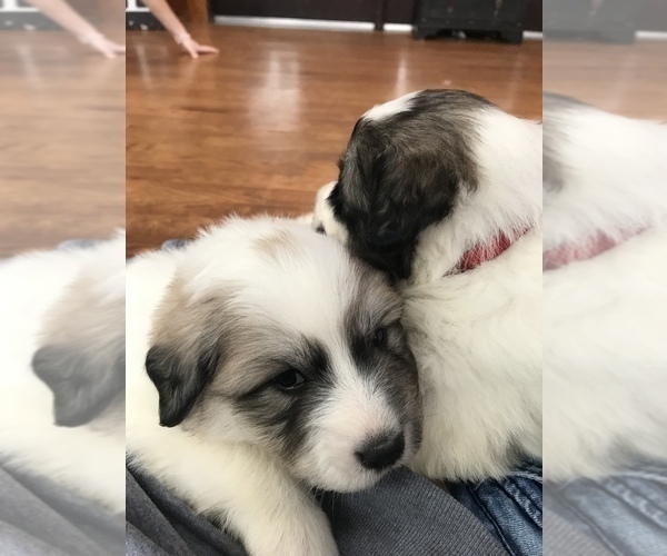 Medium Photo #8 Great Pyrenees Puppy For Sale in BAZETTA, OH, USA