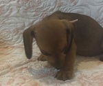 Small Photo #13 Dachshund Puppy For Sale in WILEY, CO, USA
