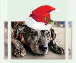 Small #6 Catahoula Leopard Dog Mix