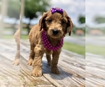 Small Photo #6 Goldendoodle Puppy For Sale in KISSIMMEE, FL, USA