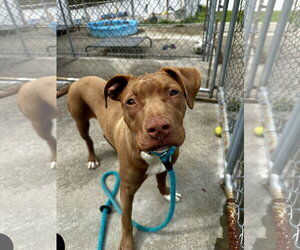Chocolate Labrador retriever-Unknown Mix Dogs for adoption in Rockaway, NJ, USA