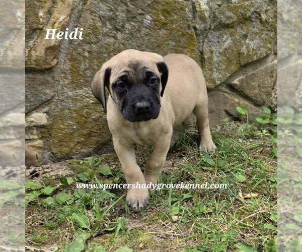 Medium Photo #3 Mastiff Puppy For Sale in CABOOL, MO, USA