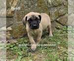 Small #2 Mastiff