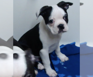 Boston Terrier Puppy for sale in BENEDICT, KS, USA