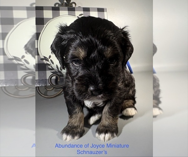 Medium Photo #11 Schnauzer (Miniature) Puppy For Sale in SAINT LOUIS, MO, USA
