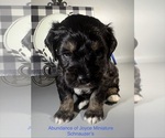 Litter of 4 - Male(s) and Female(s) Schnauzer (Miniature)Litter of Puppies for Sale - Photo #11