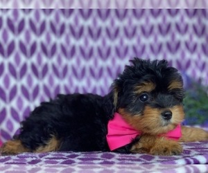 YorkiePoo Puppy for sale in LANCASTER, PA, USA