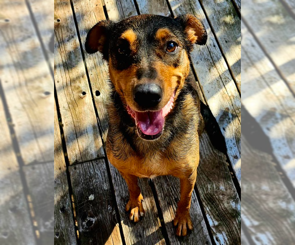 Medium Photo #6 Mutt Puppy For Sale in Brooklyn Center, MN, USA