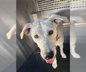 Labrador Retriever-Unknown Mix Dogs for adoption in Grand Prairie, TX, USA