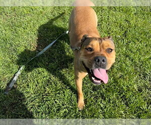 LYJA - Female American Bulldog Dog for Adoption - Photo #2