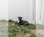 Small #7 Great Dane-Labrador Retriever Mix