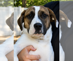 Small #22 Boxer Mix