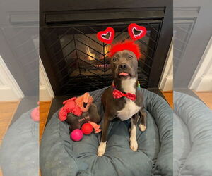 American Staffordshire Terrier-Unknown Mix Dogs for adoption in Holly Springs, NC, USA