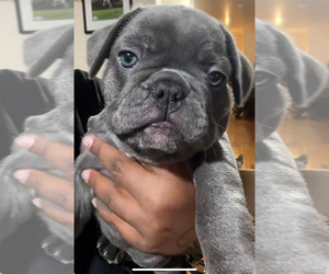 French Bulldog Puppy for sale in ARVERNE, NY, USA