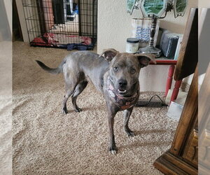 Mutt Dogs for adoption in Candler, NC, USA