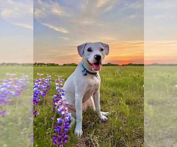 Medium Photo #2 Bulloxer Puppy For Sale in Minneapolis, MN, USA