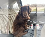 Small #7 Labrador Retriever Mix