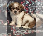 Small Photo #1 Zuchon Puppy For Sale in CLARE, IL, USA