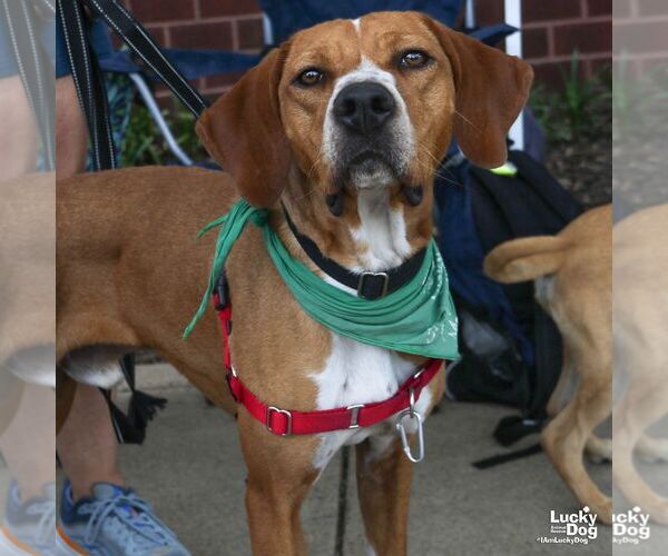 Medium Photo #12 Redbone Coonhound-Unknown Mix Puppy For Sale in Washington, DC, USA