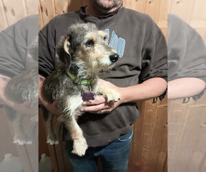 Medium Dachshund Mix