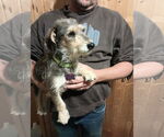 Small Dachshund Mix