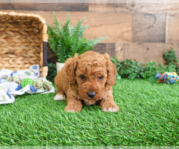 Medium Photo #3 Goldendoodle mix (+ Poodle Miniature) Puppy For Sale in SYRACUSE, IN, USA