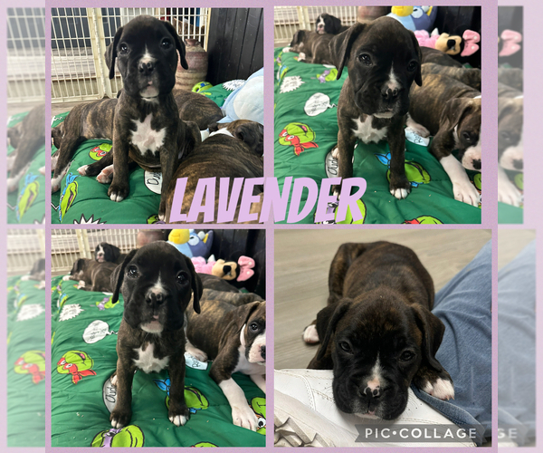 Medium Photo #10 Boxer Puppy For Sale in RALEIGH, NC, USA