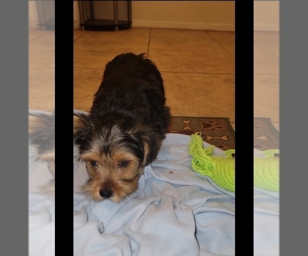Medium Photo #2 Yorkshire Terrier Puppy For Sale in TUCSON, AZ, USA