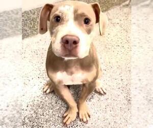 Mutt Dogs for adoption in Houston, TX, USA