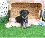 Small #1 Schnauzer (Miniature)