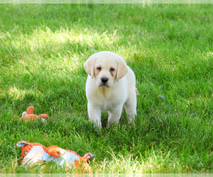 Labrador Retriever Puppy for sale in SYRACUSE, IN, USA
