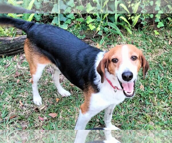 Medium Photo #9 Beagle-Border Collie Mix Puppy For Sale in Valrico, FL, USA