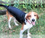 Small Photo #9 Beagle-Border Collie Mix Puppy For Sale in Valrico, FL, USA