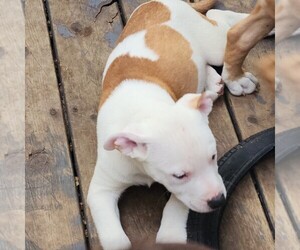 American Pit Bull Terrier Puppy for sale in CADILLAC, MI, USA