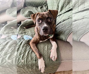 Samson - Male Boxer-Unknown Mix Dog for Adoption - Photo #13