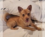 Small Photo #2 Chihuahua-Unknown Mix Puppy For Sale in Davis, CA, USA
