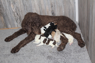 Mother of the Goldendoodle puppies born on 02/14/2019